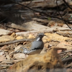 Cinclosoma punctatum (Spotted Quail-thrush) at Wingecarribee Local Government Area - 7 Aug 2019 by Magpie