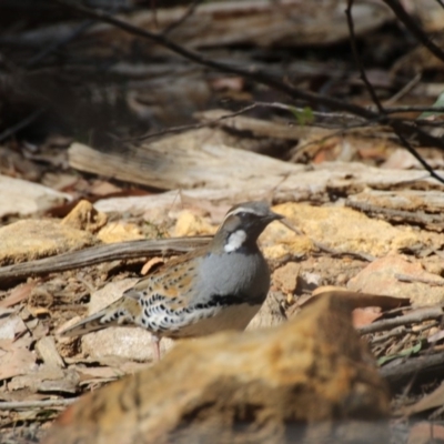Cinclosoma punctatum (Spotted Quail-thrush) at Wattle Ridge, NSW - 7 Aug 2019 by Magpie
