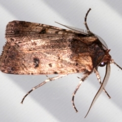 Agrotis porphyricollis (Variable Cutworm) at Lilli Pilli, NSW - 8 Aug 2019 by jb2602