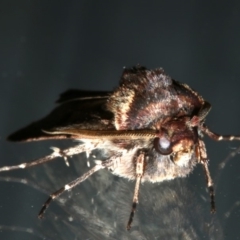 Agrotis porphyricollis at Lilli Pilli, NSW - 8 Aug 2019