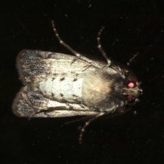 Agrotis porphyricollis at Lilli Pilli, NSW - 8 Aug 2019