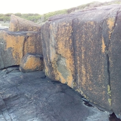 Unidentified Lichen at Murramarang Aboriginal Area - 15 Aug 2019 by GLemann