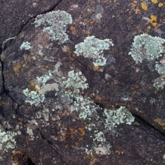 Xanthoparmelia sp. (Rock-shield lichen (foliose lichen)) at Murramarang Aboriginal Area - 9 Aug 2019 by GLemann