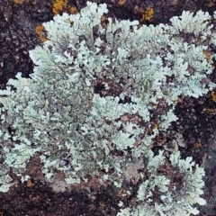 Xanthoparmelia sp. at Bawley Point, NSW - 9 Aug 2019