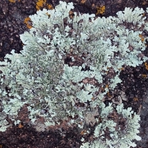 Xanthoparmelia sp. at Bawley Point, NSW - 9 Aug 2019