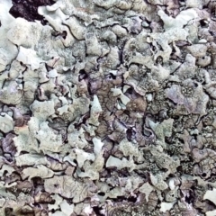 Xanthoparmelia sp. at Bawley Point, NSW - 9 Aug 2019 05:05 PM