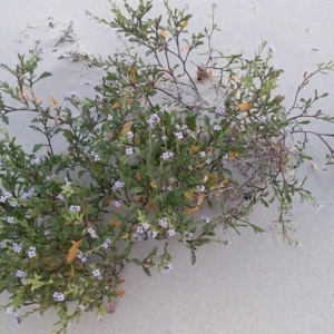 Cakile maritima at Bawley Point, NSW - 9 Aug 2019