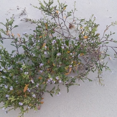 Cakile maritima (Sea Rocket) at Bawley Point, NSW - 9 Aug 2019 by GLemann