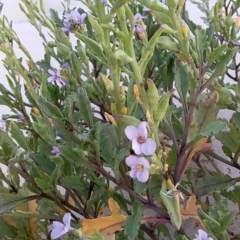 Cakile maritima at Bawley Point, NSW - 9 Aug 2019