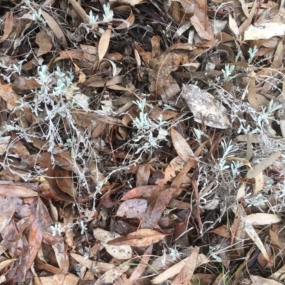 Chrysocephalum apiculatum (Common Everlasting) at Griffith Woodland - 9 Aug 2019 by AlexKirk