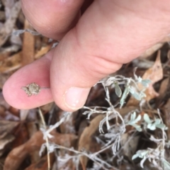 Chrysocephalum apiculatum at Griffith, ACT - 9 Aug 2019 01:05 PM