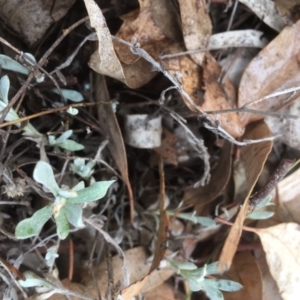 Chrysocephalum apiculatum at Griffith, ACT - 9 Aug 2019