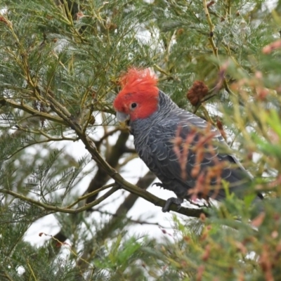Callocephalon fimbriatum (Gang-gang Cockatoo) at Penrose, NSW - 22 Dec 2018 by NigeHartley