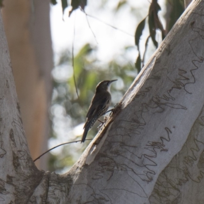 Cormobates leucophaea (White-throated Treecreeper) at Penrose, NSW - 19 May 2019 by NigeHartley