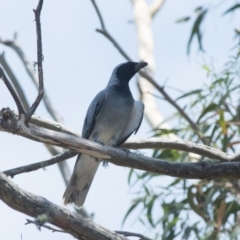 Coracina novaehollandiae (Black-faced Cuckooshrike) at Penrose, NSW - 2 Jan 2019 by NigeHartley