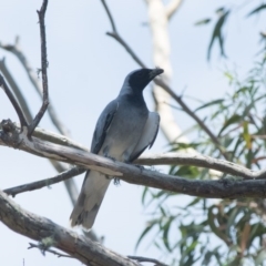 Coracina novaehollandiae (Black-faced Cuckooshrike) at Wingecarribee Local Government Area - 2 Jan 2019 by NigeHartley