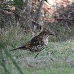 Zoothera lunulata (Bassian Thrush) at Wingecarribee Local Government Area - 10 Jul 2018 by NigeHartley