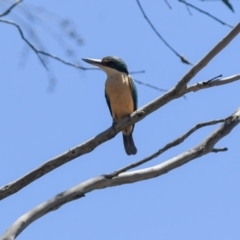 Todiramphus sanctus (Sacred Kingfisher) at Wingecarribee Local Government Area - 25 Dec 2018 by NigeHartley