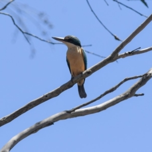 Todiramphus sanctus at Penrose - 25 Dec 2018 11:51 AM