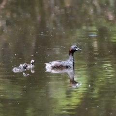 Tachybaptus novaehollandiae (Australasian Grebe) at Wingecarribee Local Government Area - 25 Dec 2018 by NigeHartley