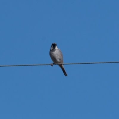 Passer domesticus (House Sparrow) at Wingello - 7 Dec 2018 by NigeHartley