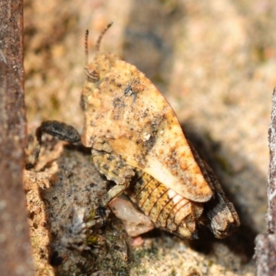 Tetrigidae (family) (Pygmy grasshopper) at Bruce, ACT - 7 Aug 2019 by Harrisi