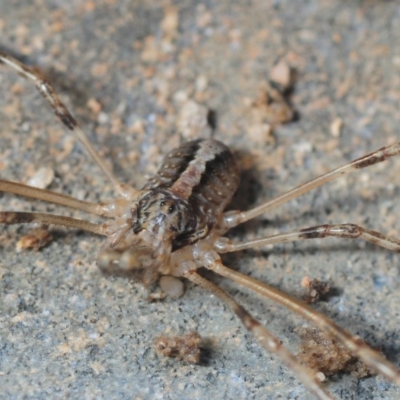 Opiliones (order) (Unidentified harvestman) at Black Mountain - 8 Aug 2019 by Harrisi