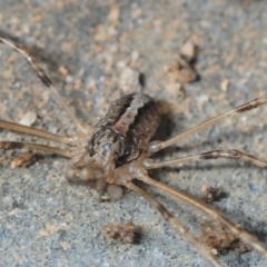 Opiliones (order) (Unidentified harvestman) at Black Mountain - 8 Aug 2019 by Harrisi