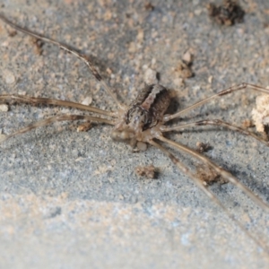 Opiliones (order) at Hackett, ACT - 8 Aug 2019 03:43 PM