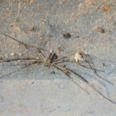 Opiliones (order) at Hackett, ACT - 8 Aug 2019 03:43 PM