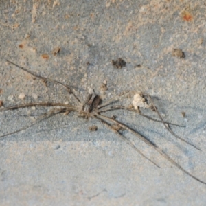 Opiliones (order) at Hackett, ACT - 8 Aug 2019