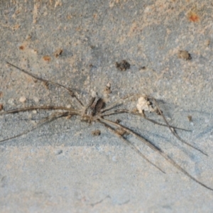 Opiliones (order) at Hackett, ACT - 8 Aug 2019 03:43 PM