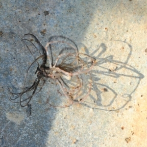 Opiliones (order) at Hackett, ACT - 8 Aug 2019 03:43 PM