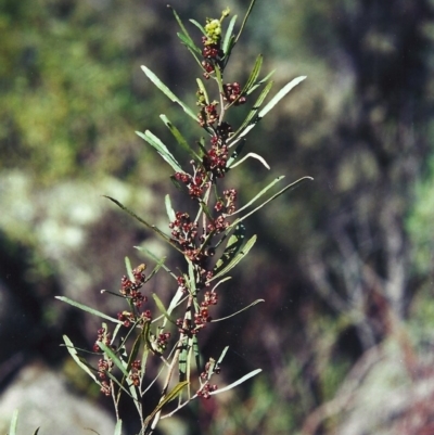 Dodonaea viscosa (Hop Bush) at Rob Roy Range - 15 Sep 2000 by michaelb