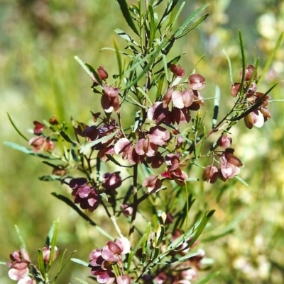 Dodonaea viscosa (Hop Bush) at Conder, ACT - 31 Oct 1999 by MichaelBedingfield