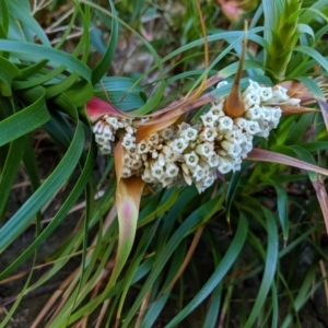 Dracophyllum oceanicum at Beecroft Peninsula, NSW - suppressed