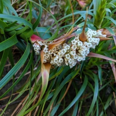 Dracophyllum oceanicum at Beecroft Peninsula, NSW - 10 Aug 2019 by Margot
