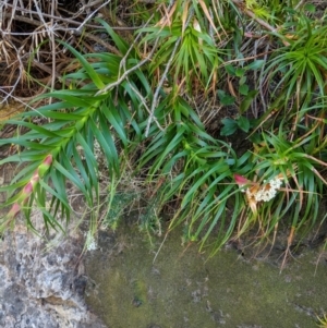 Dracophyllum oceanicum at Beecroft Peninsula, NSW - suppressed