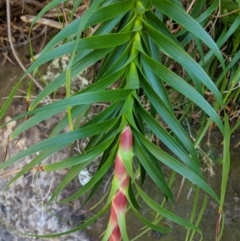 Dracophyllum oceanicum at Beecroft Peninsula, NSW - 10 Aug 2019