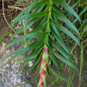 Dracophyllum oceanicum at Beecroft Peninsula, NSW - 10 Aug 2019