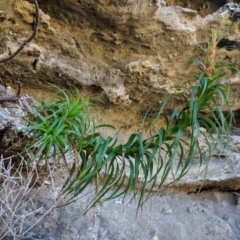 Dracophyllum oceanicum at Beecroft Peninsula, NSW - 10 Aug 2019