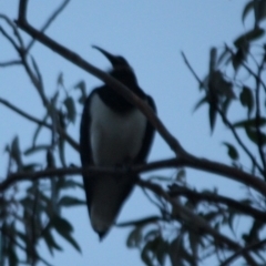 Threskiornis spinicollis (Straw-necked Ibis) at Hughes, ACT - 10 Aug 2019 by LisaH