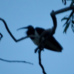 Threskiornis spinicollis at Hughes, ACT - 10 Aug 2019