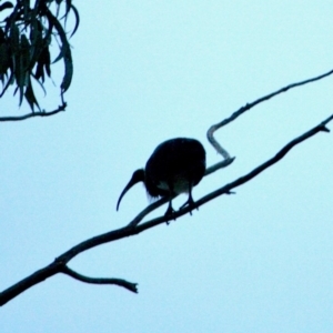 Threskiornis spinicollis at Hughes, ACT - 10 Aug 2019