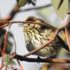 Pyrrholaemus sagittatus (Speckled Warbler) at Tuggeranong DC, ACT - 9 Aug 2019 by HelenCross