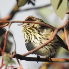 Pyrrholaemus sagittatus (Speckled Warbler) at Cooleman Ridge - 9 Aug 2019 by HelenCross