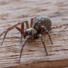Badumna insignis (Black House Spider) at Symonston, ACT - 10 Aug 2019 by rawshorty