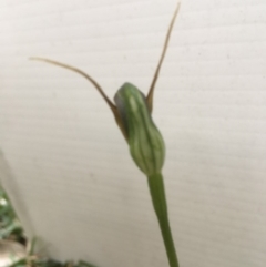 Pterostylis oblonga at Bawley Point, NSW - 11 Aug 2019 by Marg