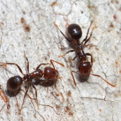 Notoncus gilberti (Smooth Epaulet Ant) at Acton, ACT - 7 Aug 2019 by TimL