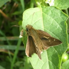 Toxidia peron (Dingy Grass-skipper) at Undefined, NSW - 20 Mar 2019 by HarveyPerkins